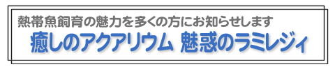 癒しのアクアリウム 魅惑のラミレジィ